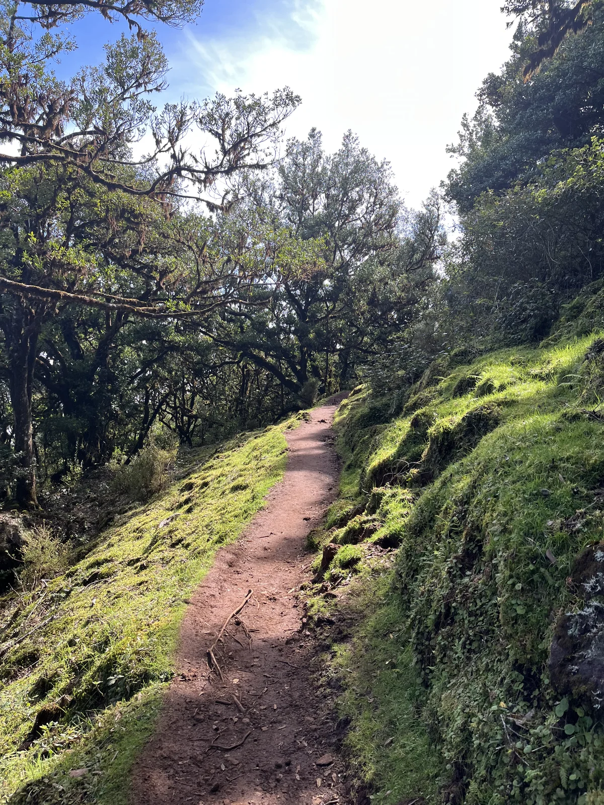 Sunlight on a narrow trail through the laurel forest